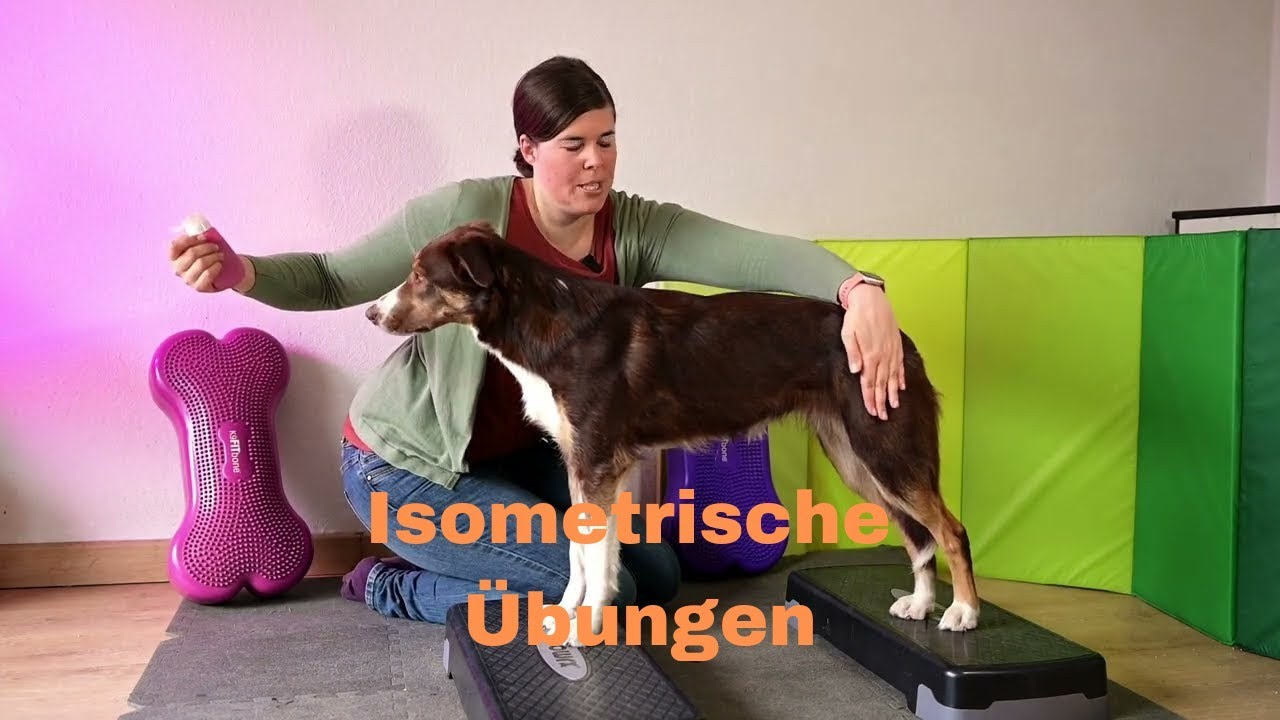 Isometrisches Training im Hundefitnesstraining