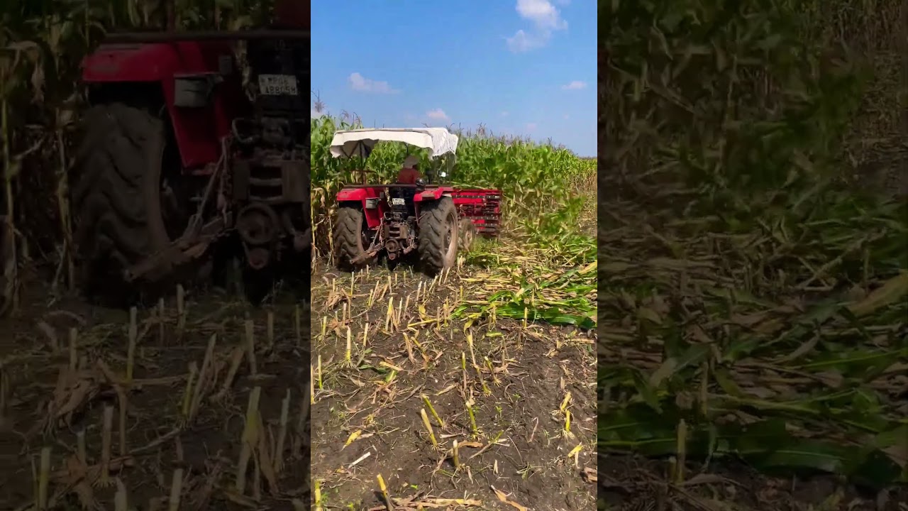 Maize corn cutting     Makka kaise kathe jugaad