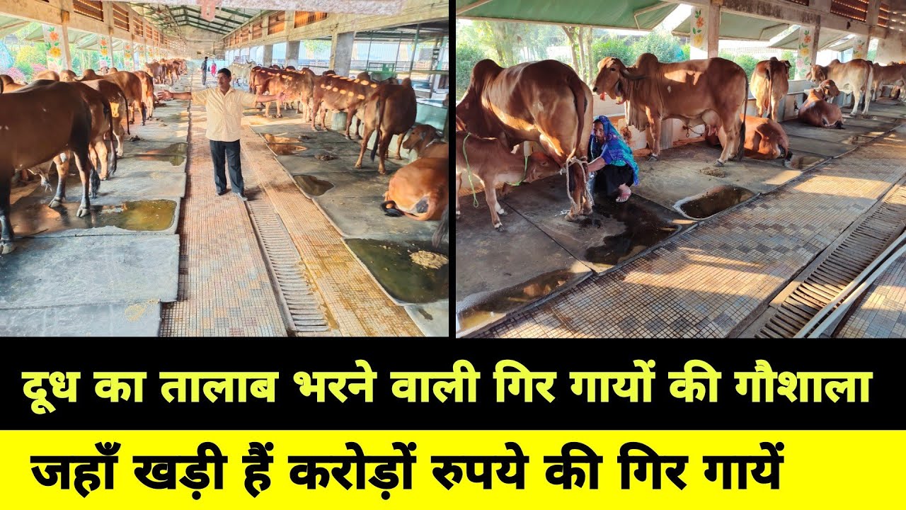 दूध के तालाब भरने वाली गिर गायों की गौशाला, जहाँ हैं करोड़ों रुपये की गिर गायें Best 