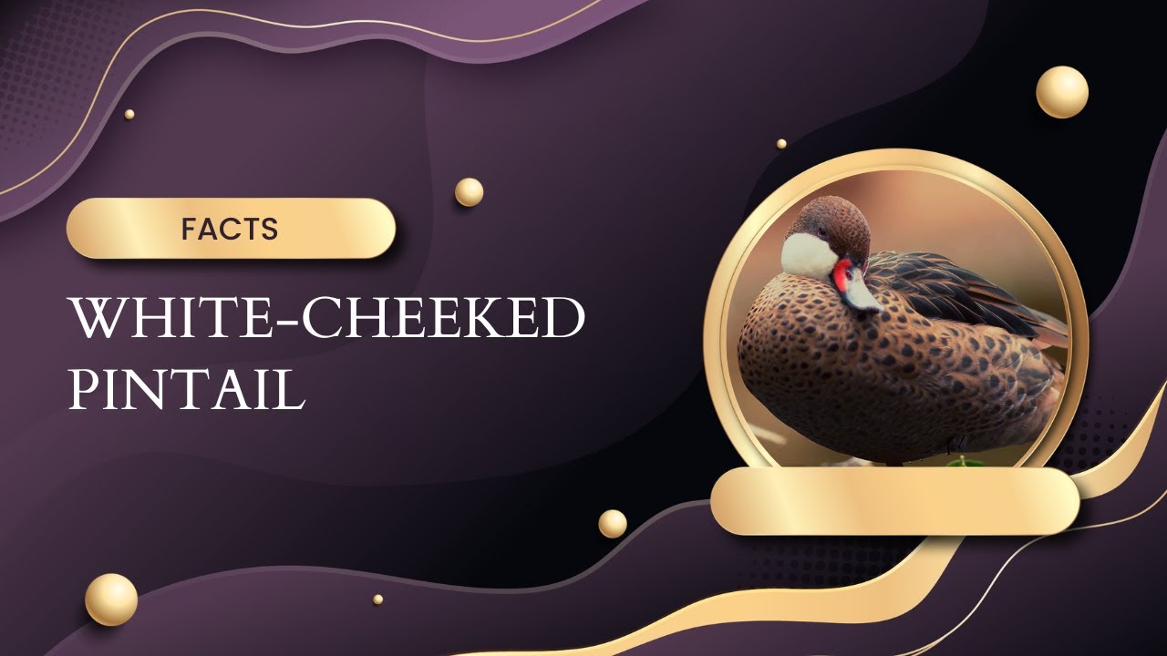 white-cheeked pintail facts