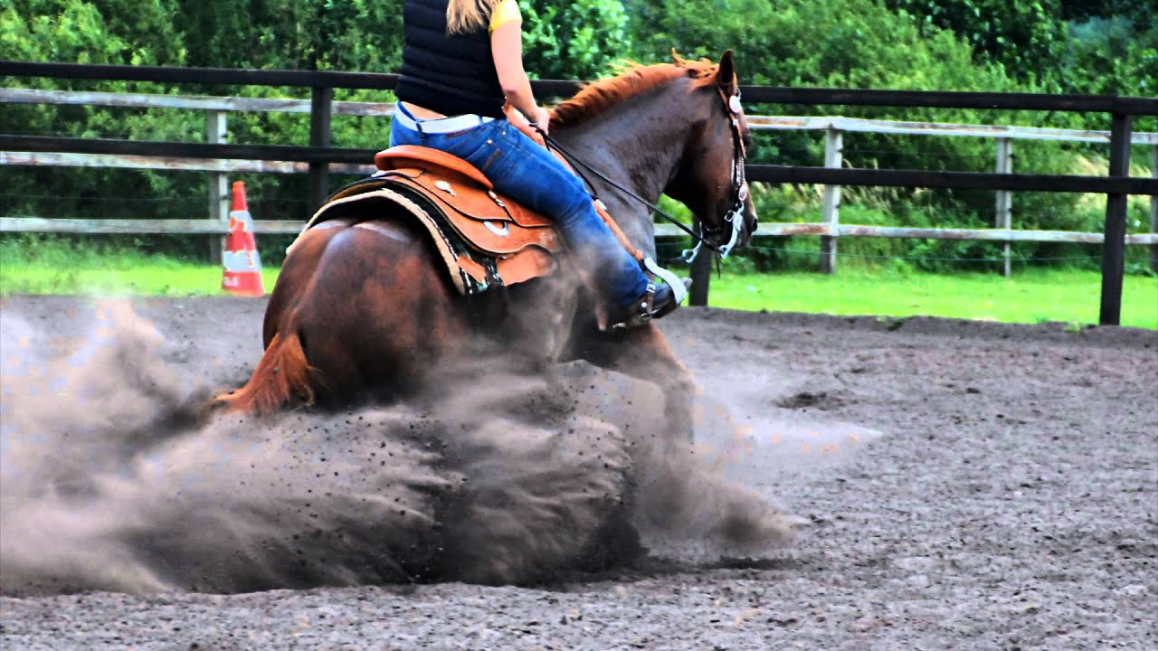 Quarter Horse Stallion Haidas Enterprise aka Texas