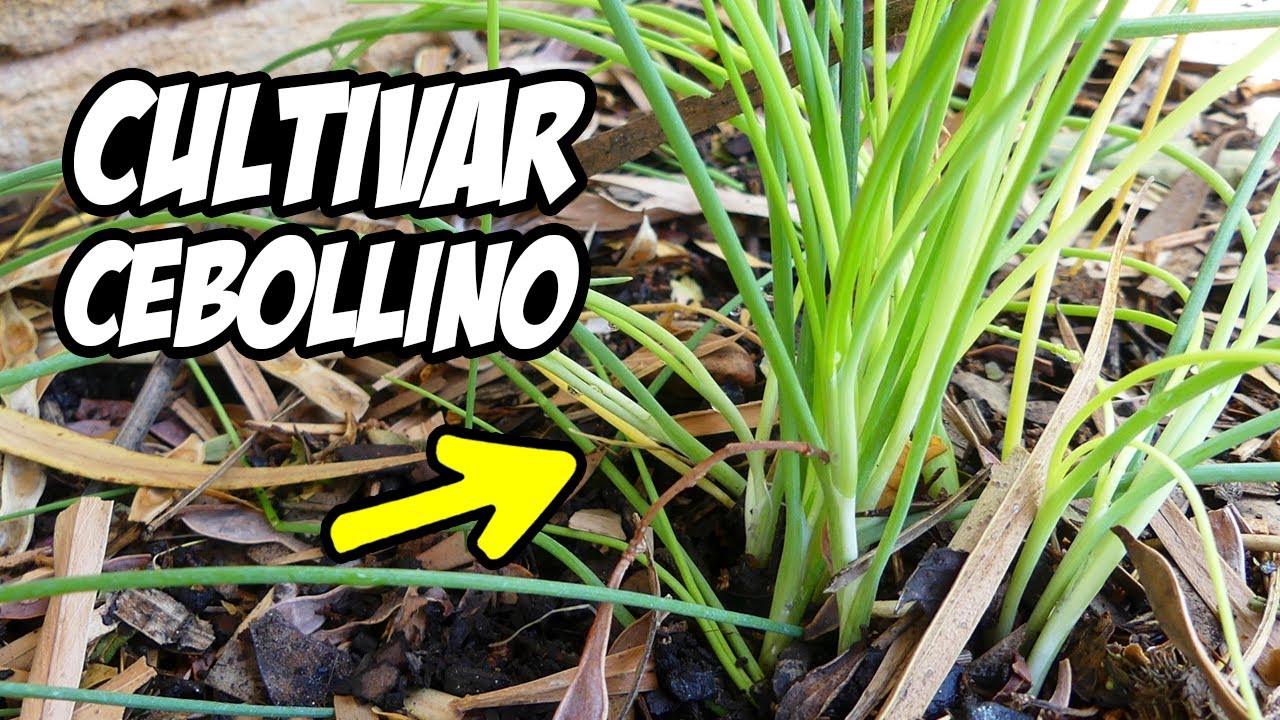 ¡CULTIVA CEBOLLINO SIN PARAR! 😱 (Fácil y Rápido) | La Huerta de Ivan