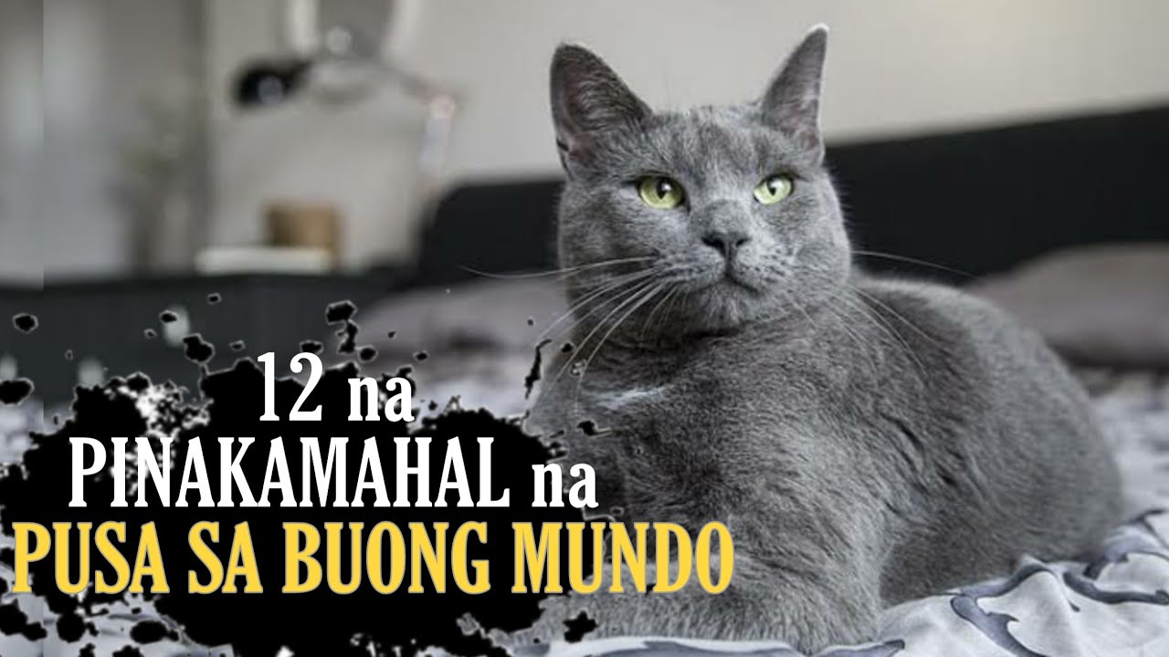 12 PINAKAMAHAL na lahi ng PUSA sa buong Mundo
