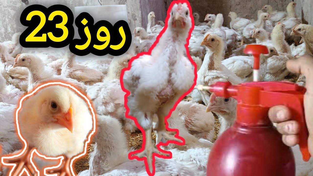 نکات‌ میم‌ مرغداری گوشتی رطوبت‌ مرغ‌گوشتی از روز‌اول‌  تا‌پایان‌ آموزش‌🐥🌾‌#دان‌هوش‌ #donhoosh‌،