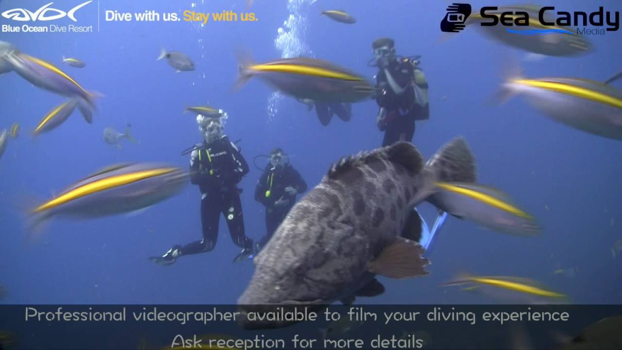 Blue Ocean Dive Resort - The true experience