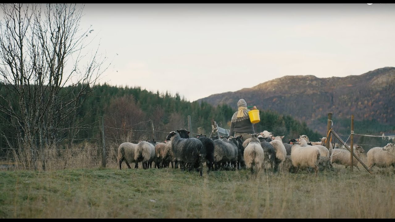 Ragnhild og villsauene viser Lofoten Wool / Ragnhild and Old Norse sheep show Lofoten Wool