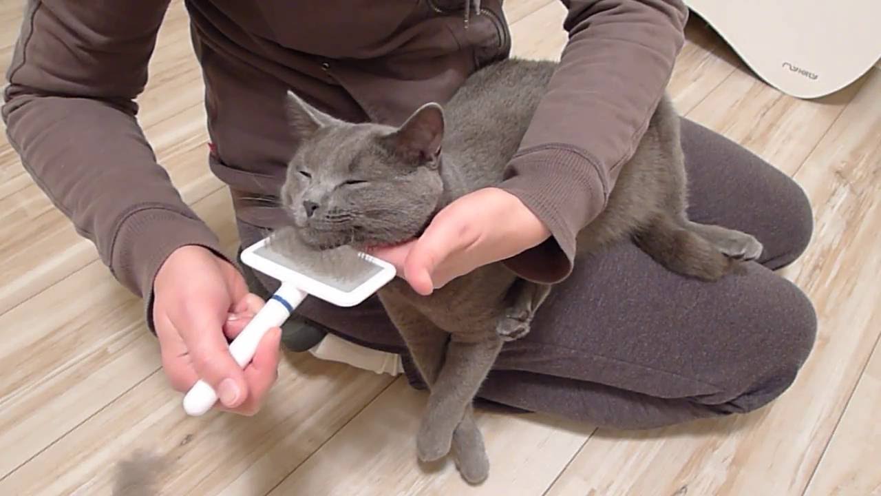 BALBINA, kot kartuski 10 m-cy (chartreux cat) - 7. CZESANIE