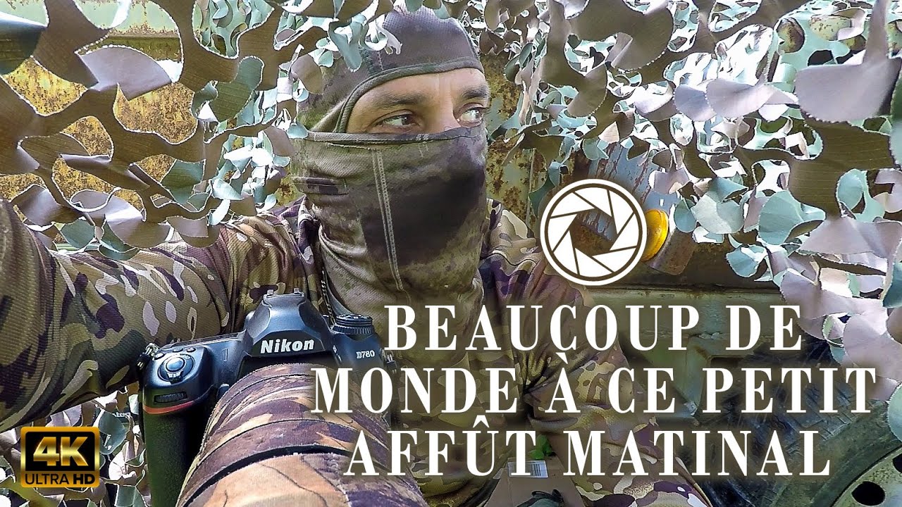 PETIT AFFÛT MATINAL - PHOTOGRAPHIE ANIMALIÈRE