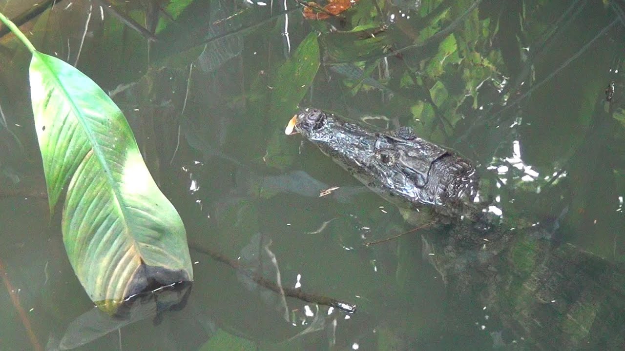 TORTUGUERO, COSTA RICA Hotel Evergreen