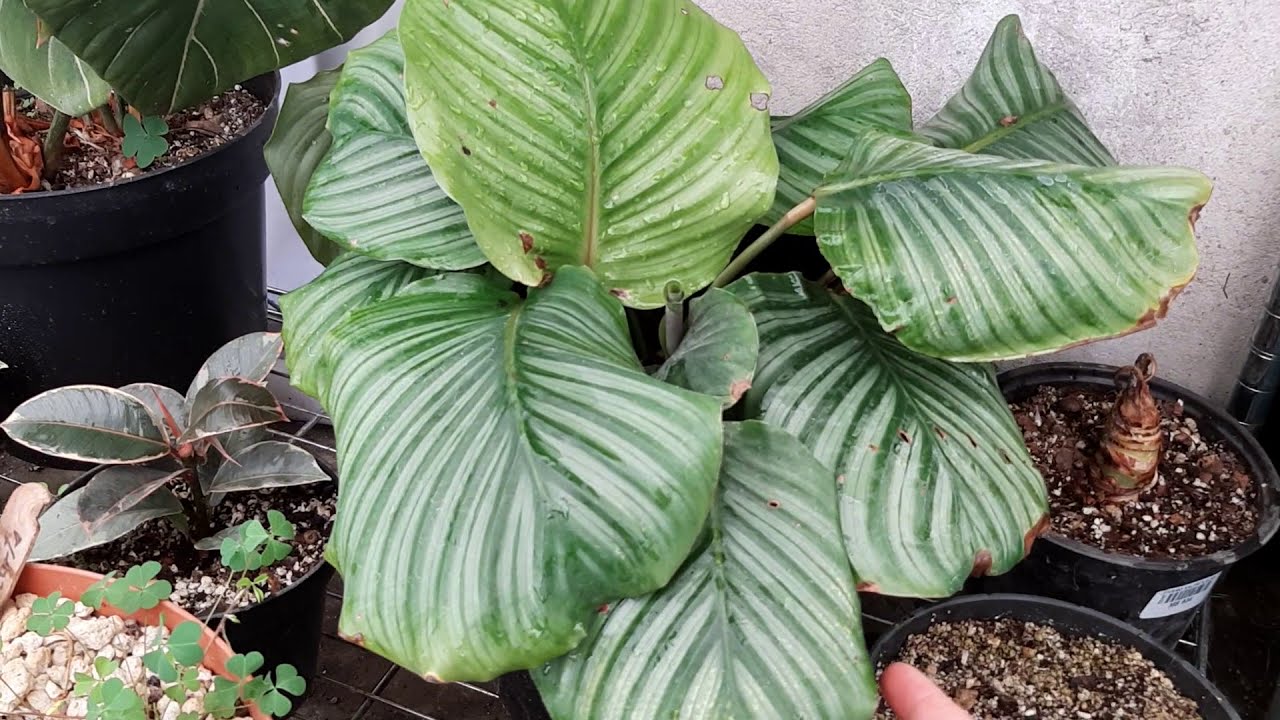 Calathea orbifolia lo que necesitas saber