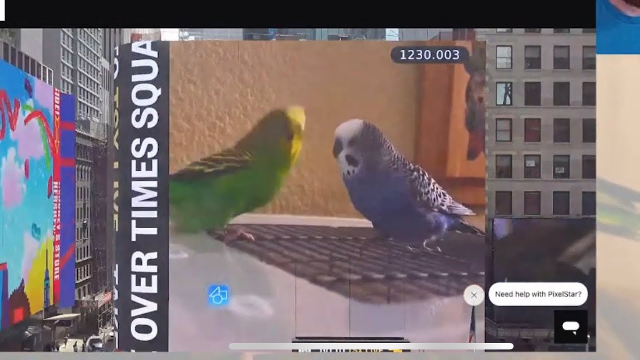 Kiwi and Pixel on Times Square: Livestream!