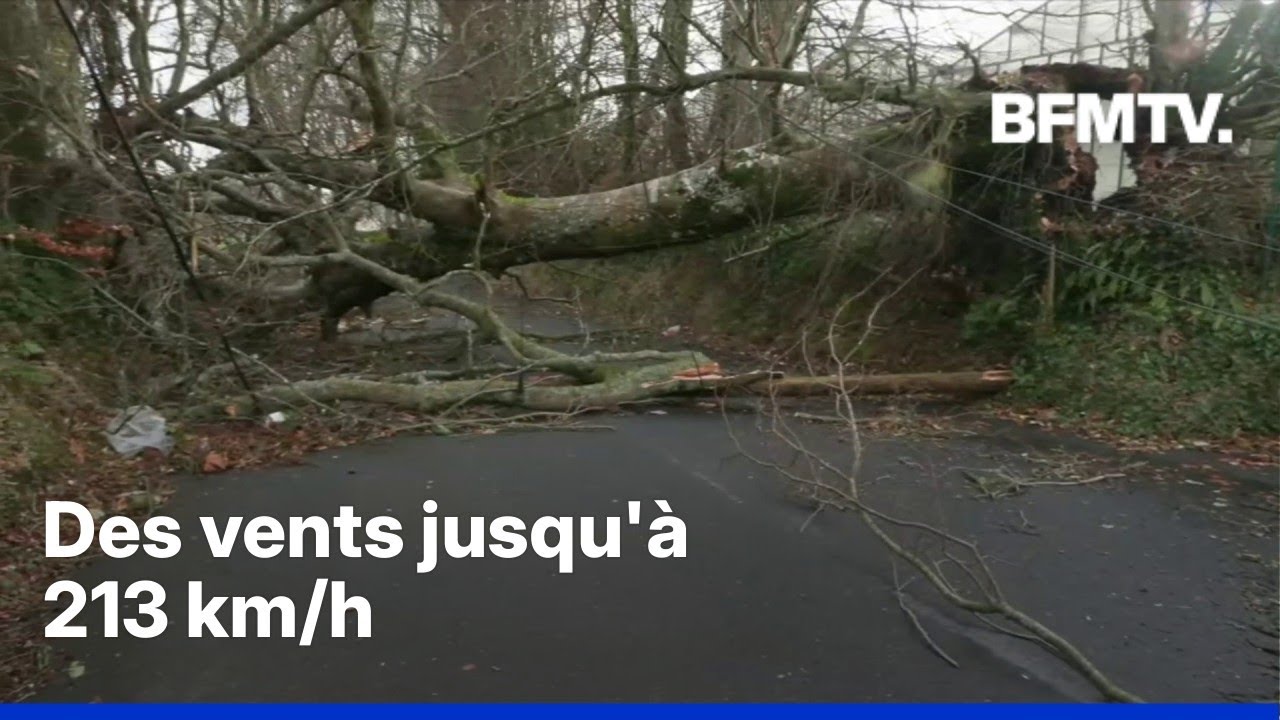 Arbres déracinés, toits arrachés, inondations...les dégâts de la tempête Goretti