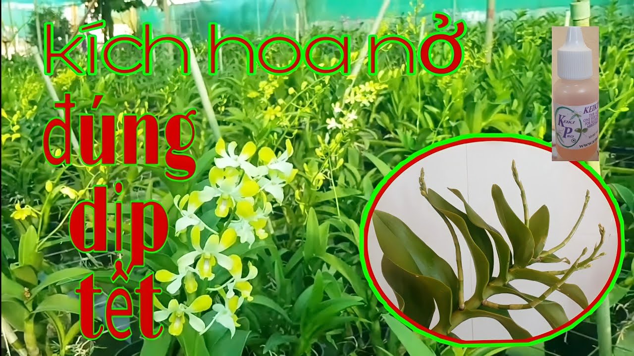 Kích hoa dendro nắng nở đúng dịp Tết, kích hoa dendro cho mùa Tết 2022, phong lan rừng pv