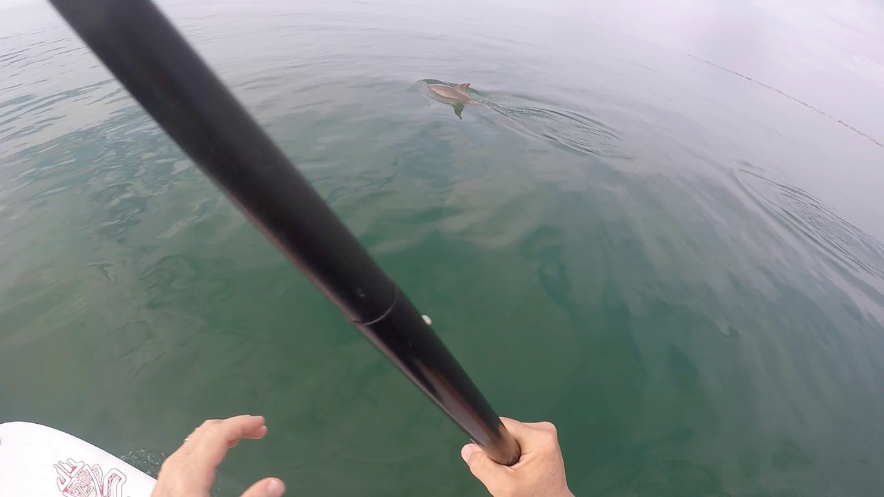 SUP Stone Harbor NJ Dolphins 6 02 18