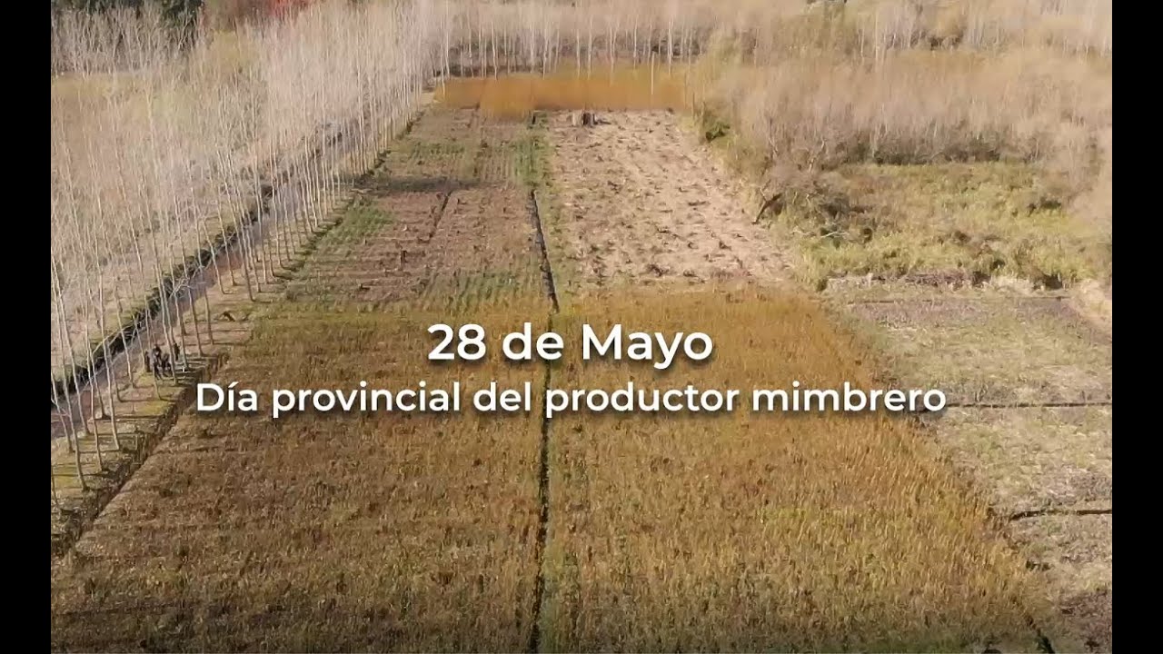 Mimbreros y Artesanos Unidos del Delta