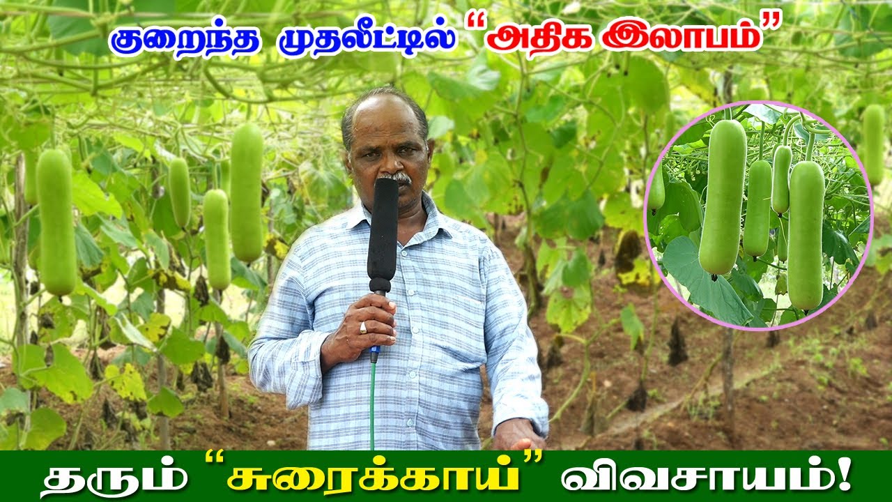 குறைந்த முதலீட்டில் அதிக லாபம் தரும் சுரைக்காய் விவசாயம்!