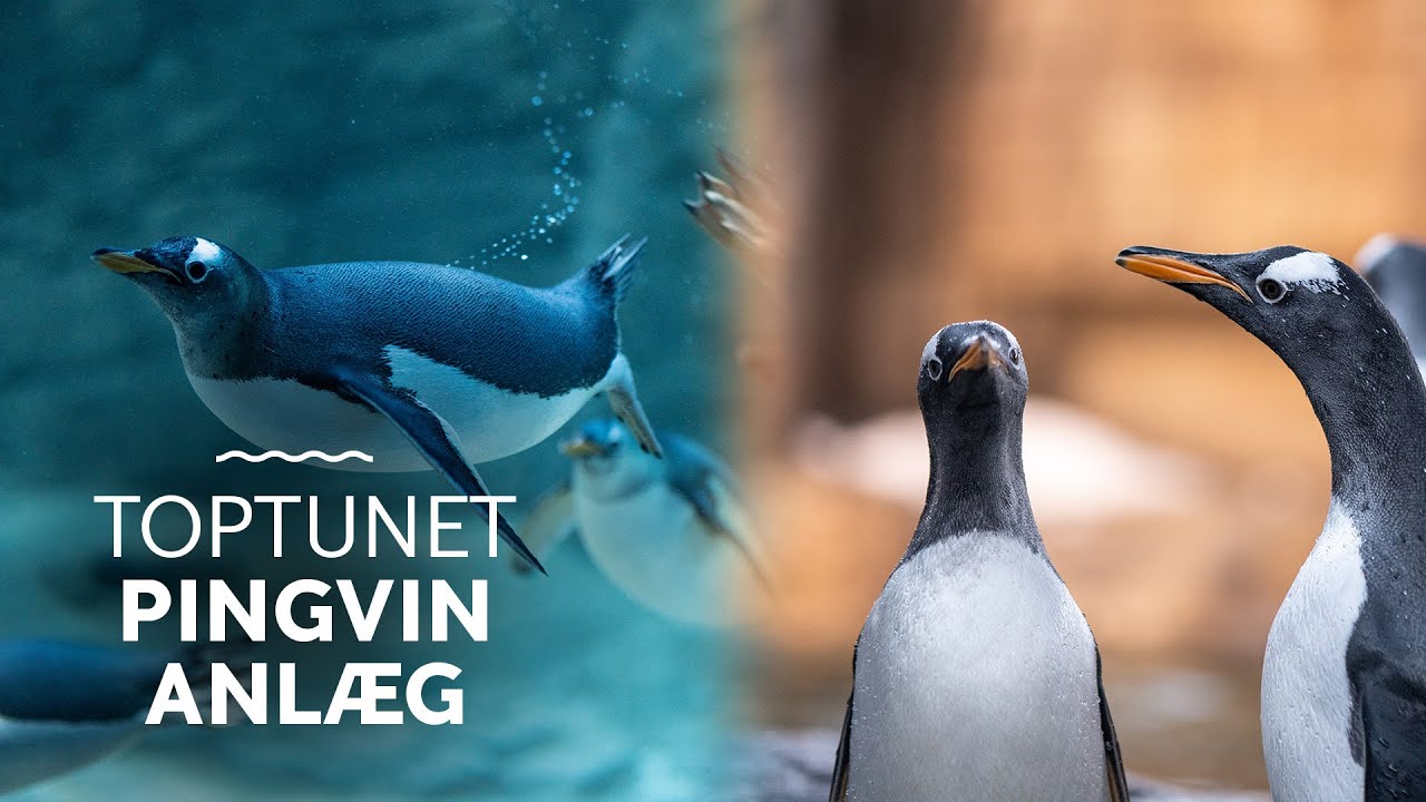 Se vores nye pingvinanl&aelig;g │ Rundvisning i pingvinanl&aelig;gget