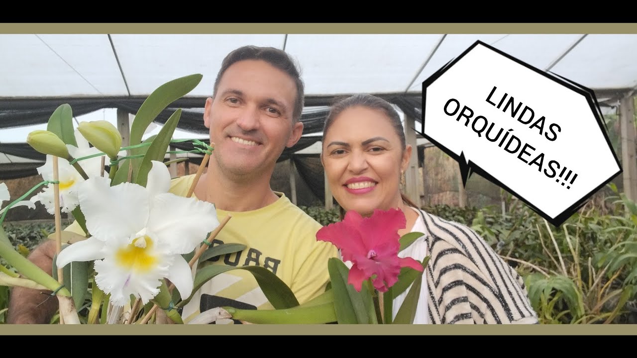 Orquidário Monte Negro - Lindas orquídeas em floração