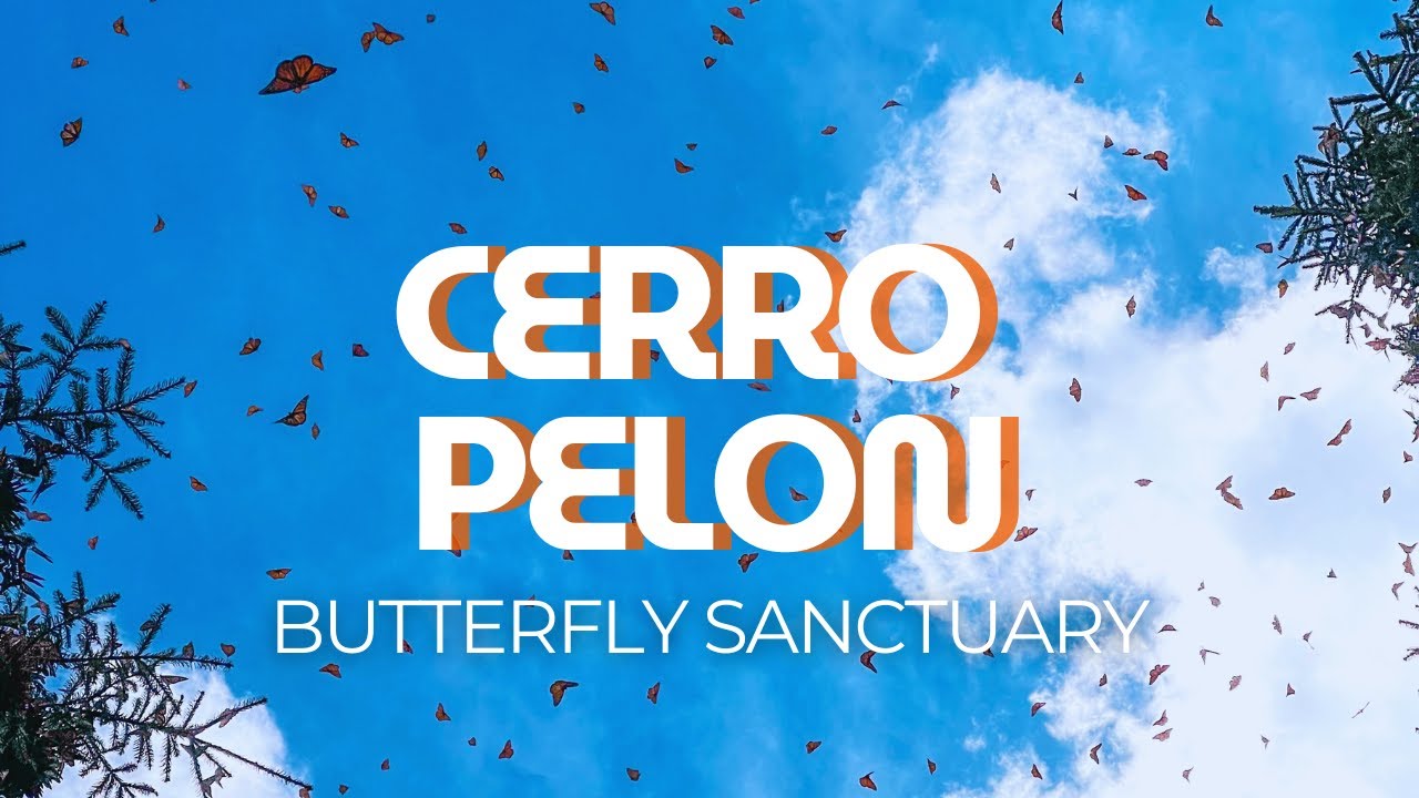 An EXPLOSION of Monarch Butterflies 🦋✨ | Cerro Pelon Butterfly Sanctuary