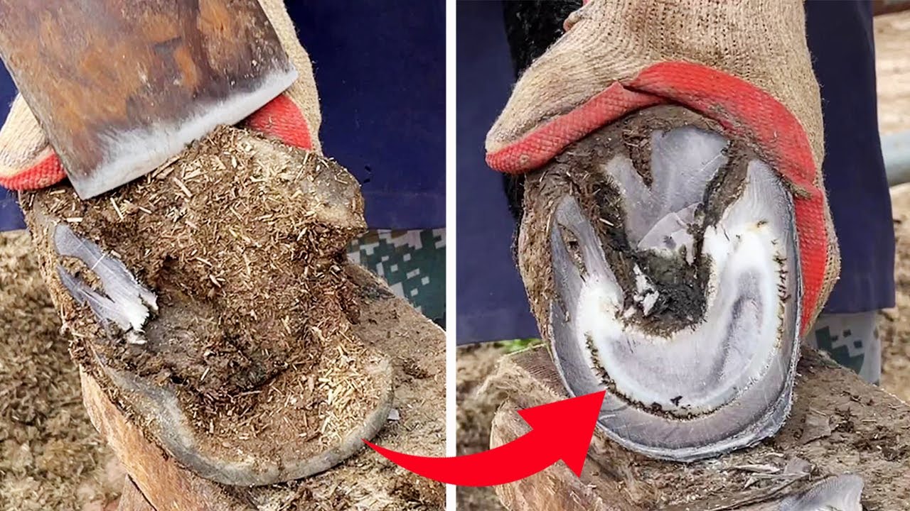Donkey Hoof Repair-Sounds ASMR 【Black Donkey Prince】
