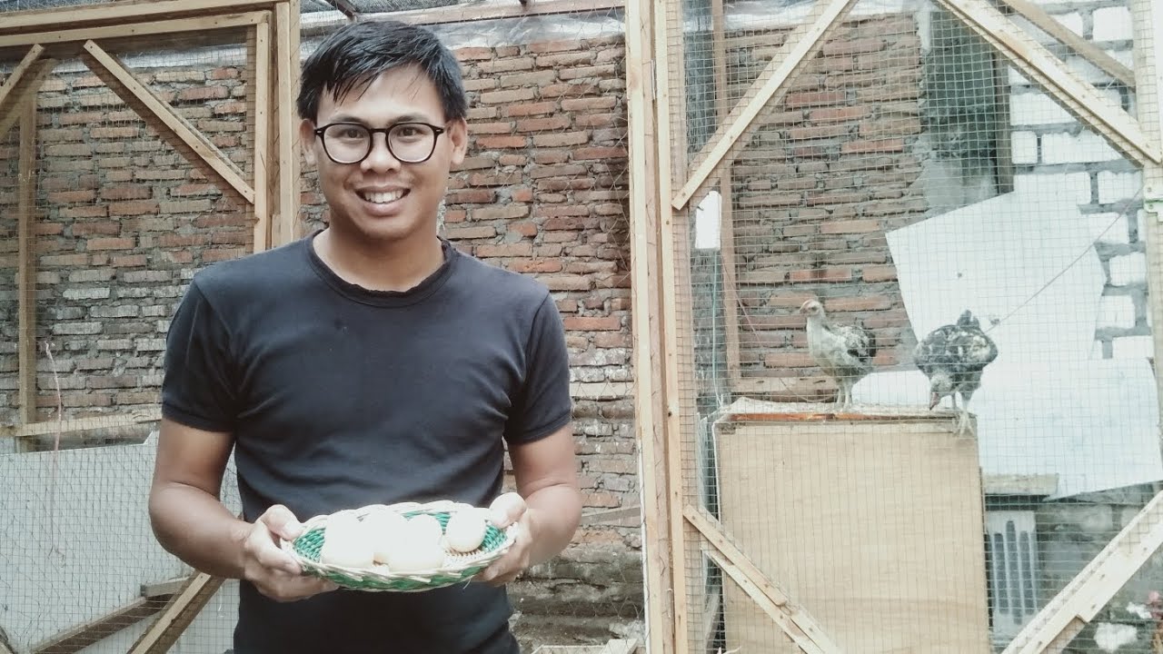 Aktivis pagi dikandang belakang rumah kasih makan bocil-bocilku! #mulaibeternak