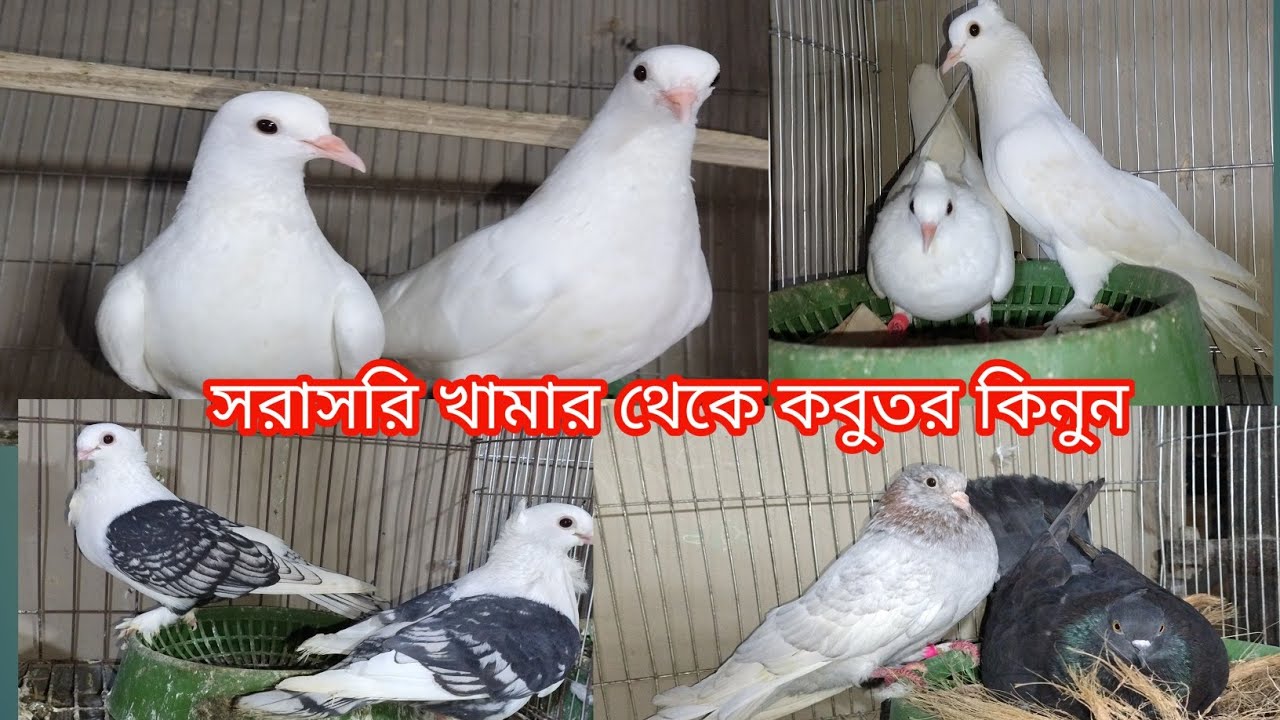 আগুন অফারে সেরা মানের বিভিন্ন জাতের ফেন্সি কবুতর কিনুন||কবুতরের দাম দর||হালিম কবুতর ঘর বগুড়া||