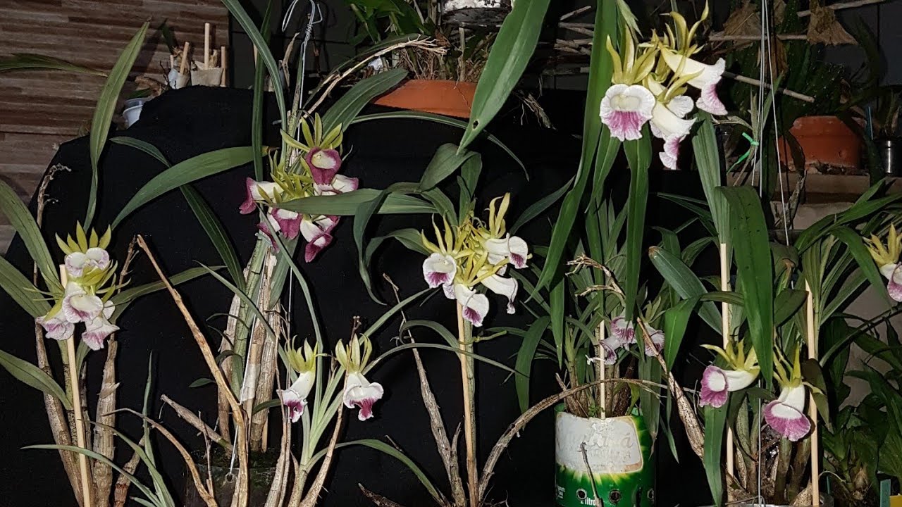 #12- Orquídea Galeandra , saiba como cultivar!