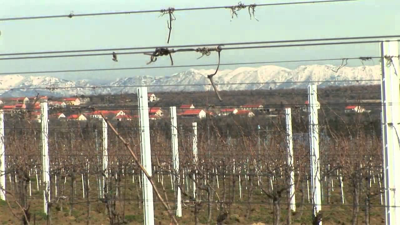 OPG &Scaron;kaulj: Ekolo&scaron;ko vinogradarstvo i vinarstvo te agroturistička ponuda nadinskog &scaron;ampiona