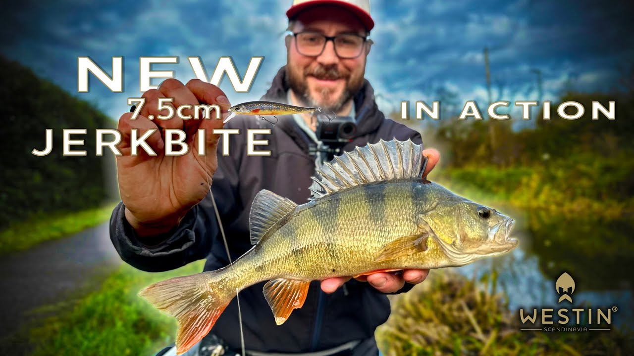 Late winter Perch fishing tactics! NEW JerkBite 7,5cm!!!