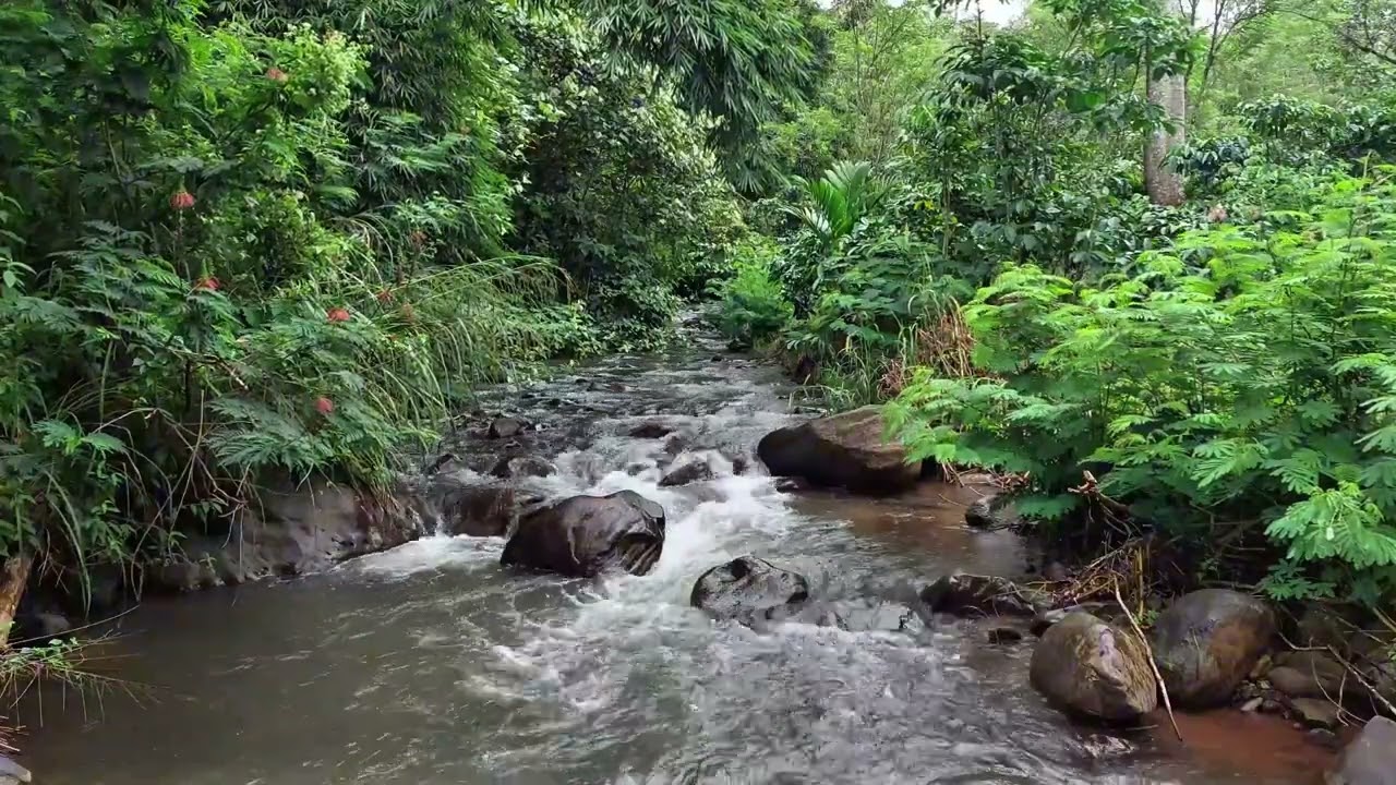 Gentle Forest River Sounds Flowing Through Lush Green Jungle for Deep Relaxation and Focus