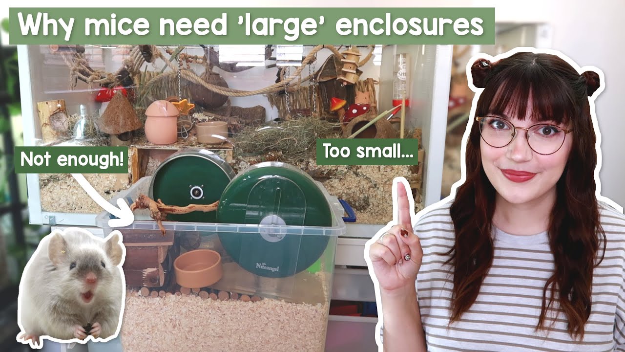 Why Mice need 'large' enclosures - Backed by science!