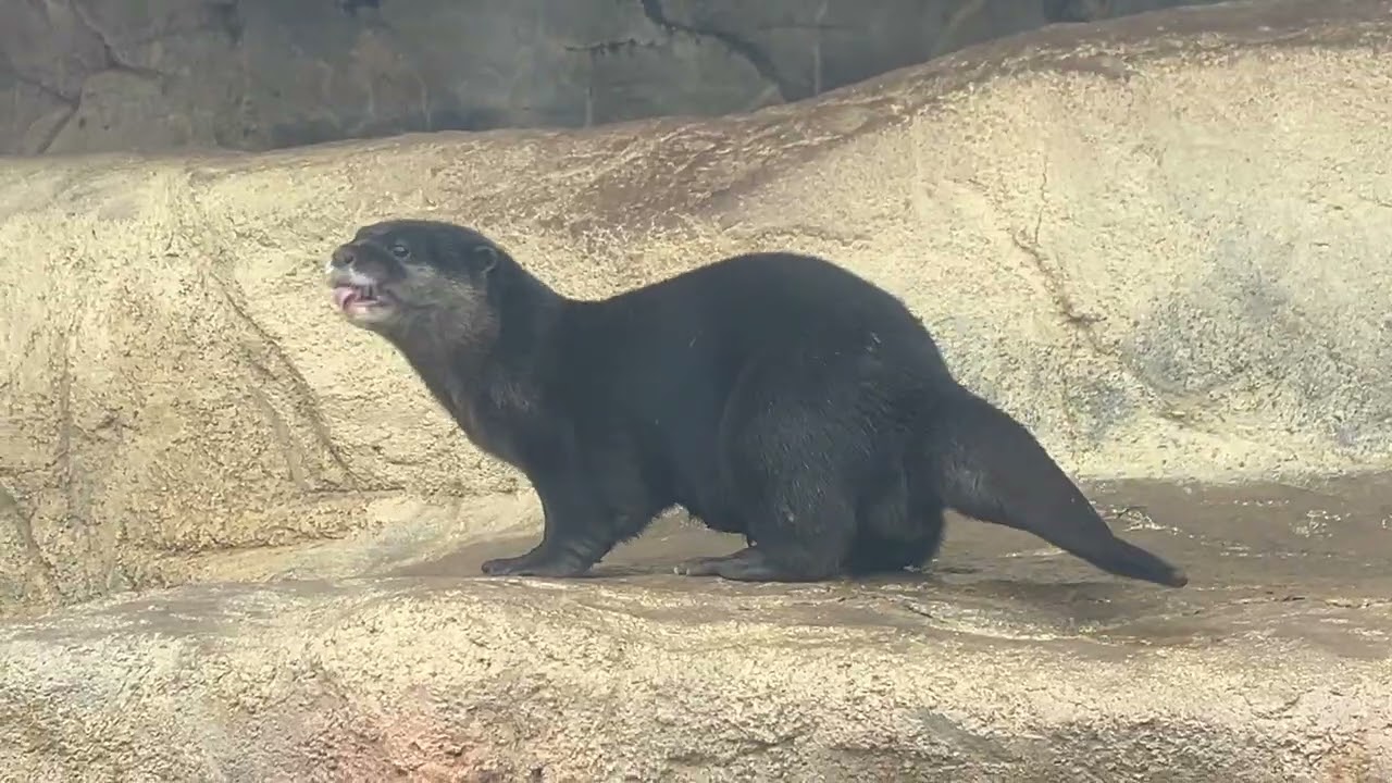 とべ動物園コツメカワウソ　2026/2/6