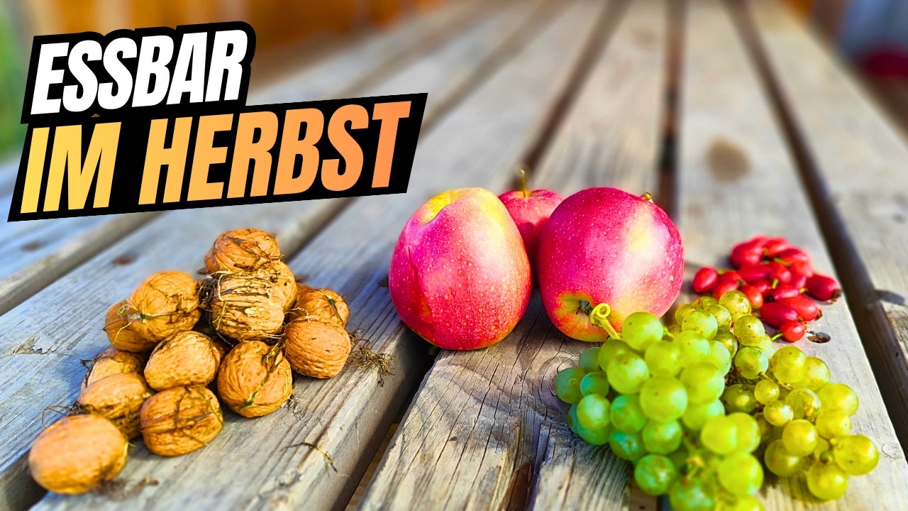 Essen sammeln im Wald: Was findet man im September? 🍂 Outdoor | Survival | Bushcraft