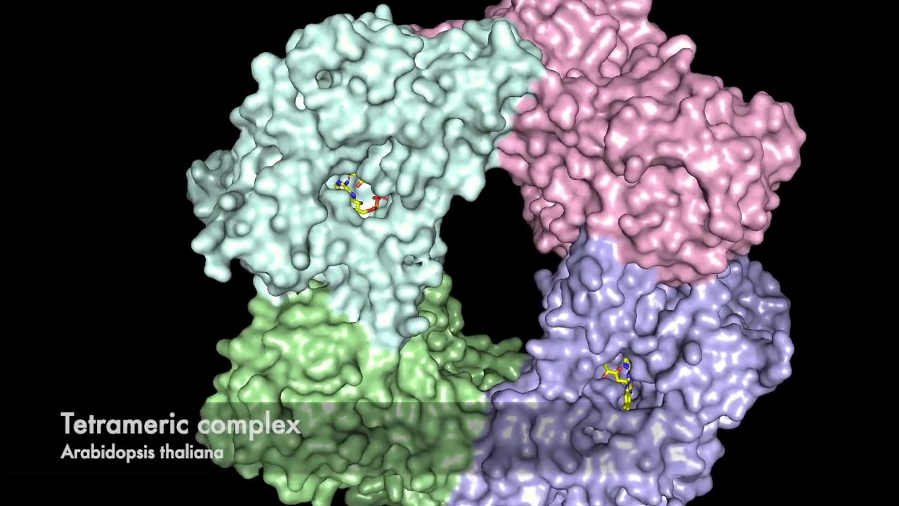 Molecular Structure of Plant Cryptochrome-2, Blue-Light Receptor