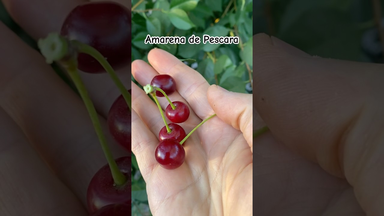 Sour Cherry Amarena de Pescara on July 31