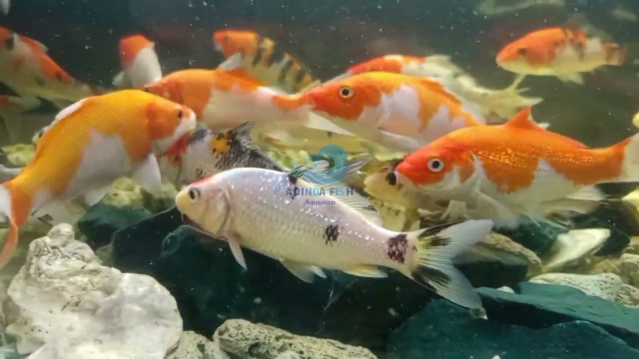 Ikan Koi Kecil #ikankoi #koikecil #koicantik