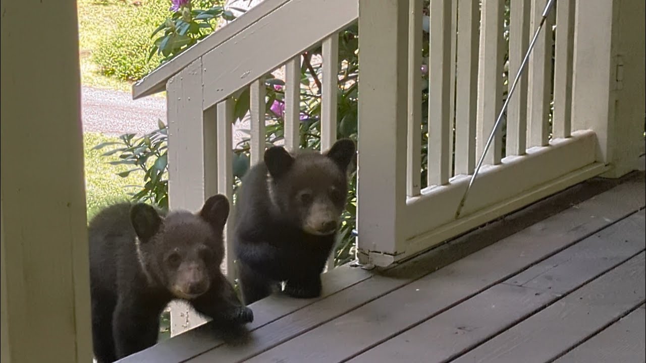 Bear Simone's Cubs Busy Sunday — Part 1 of 3