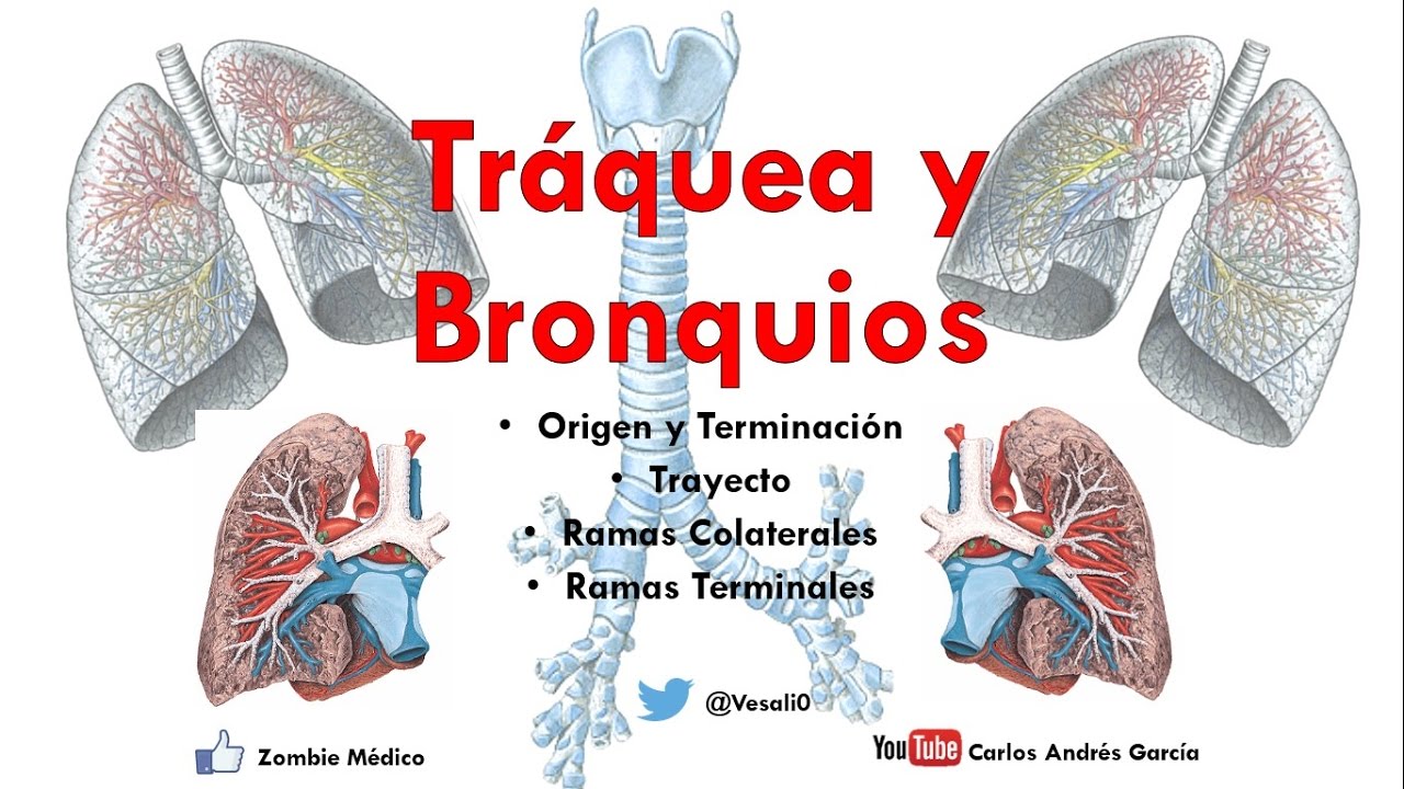 Anatom&iacute;a - Tr&aacute;quea y Bronquios (&Aacute;rbol bronquial, Vasos y Nervios, Relaciones)