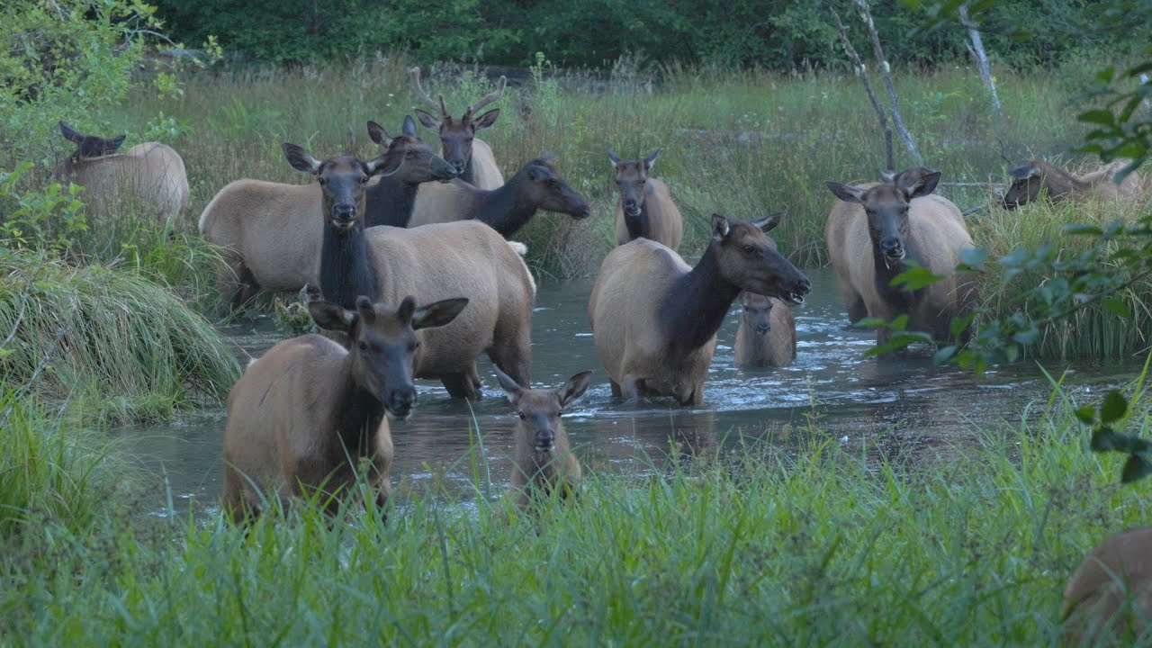 Roosevelt Elk Herd in Pond