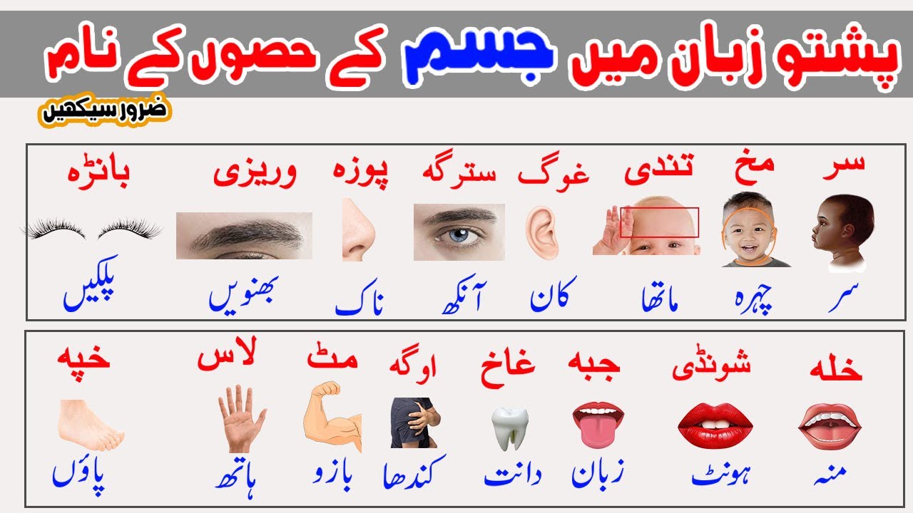 Parts of the Body in Pashto|Basic parts of body with urdu meaning|Listen and Practice