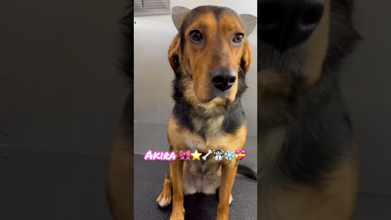 #beautifulpetstoeletta