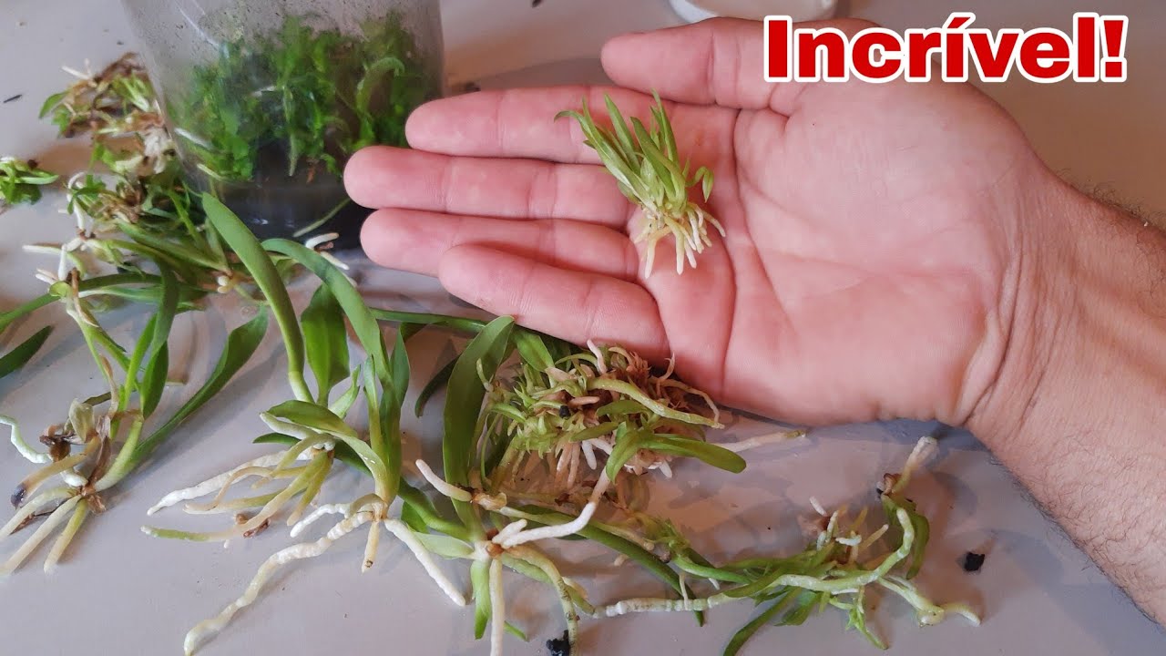 COMO GERMINAR SEMENTES DE ORQUÍDEAS