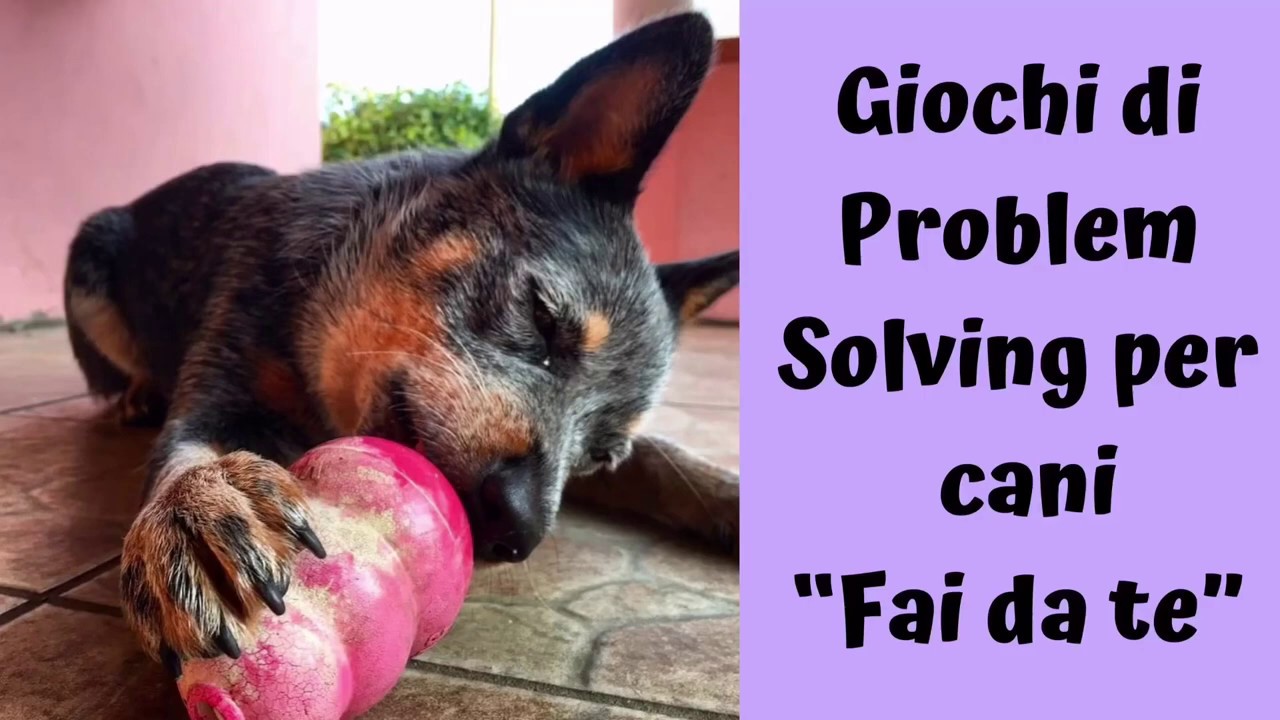Giochi di Problem Solving per Cani “Fatti in Casa”😍