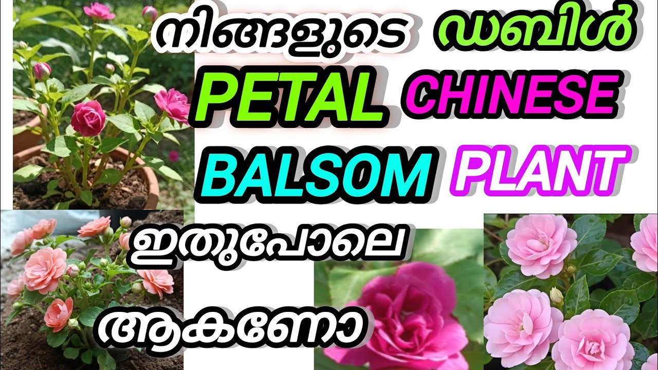 🌸 മൾട്ടിപറ്റൽ ചൈനീസ് ബാൽസം ഇനി നിറയെ പൂക്കൾ കൊണ്ട് തിളങ്ങും!😱😱 ഇങ്ങനെ ചെയ്തു നോക്കൂ 😱