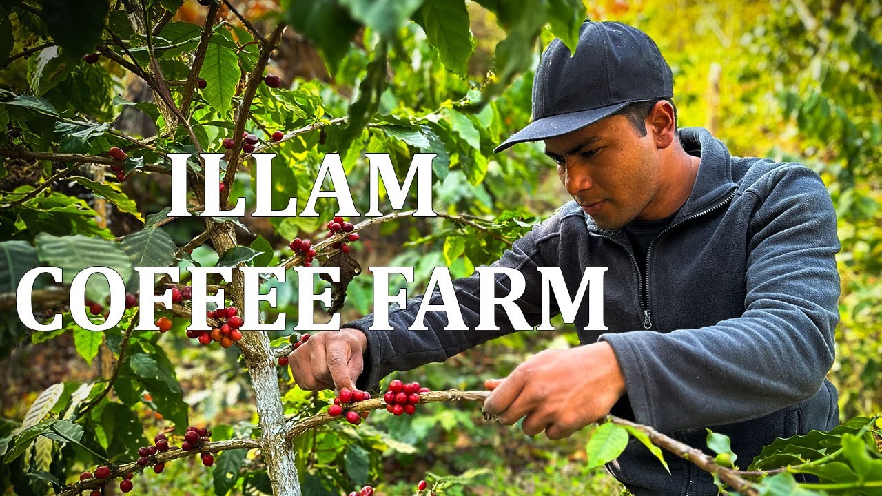 Посещение кофейной фермы Illam Coffee Farm в 2023 году