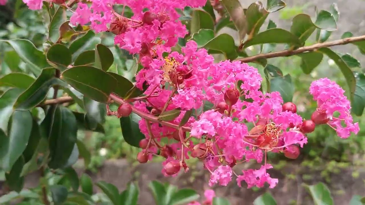 Árvore Resedá! perfeita para plantar na calçada e tem várias cores. 