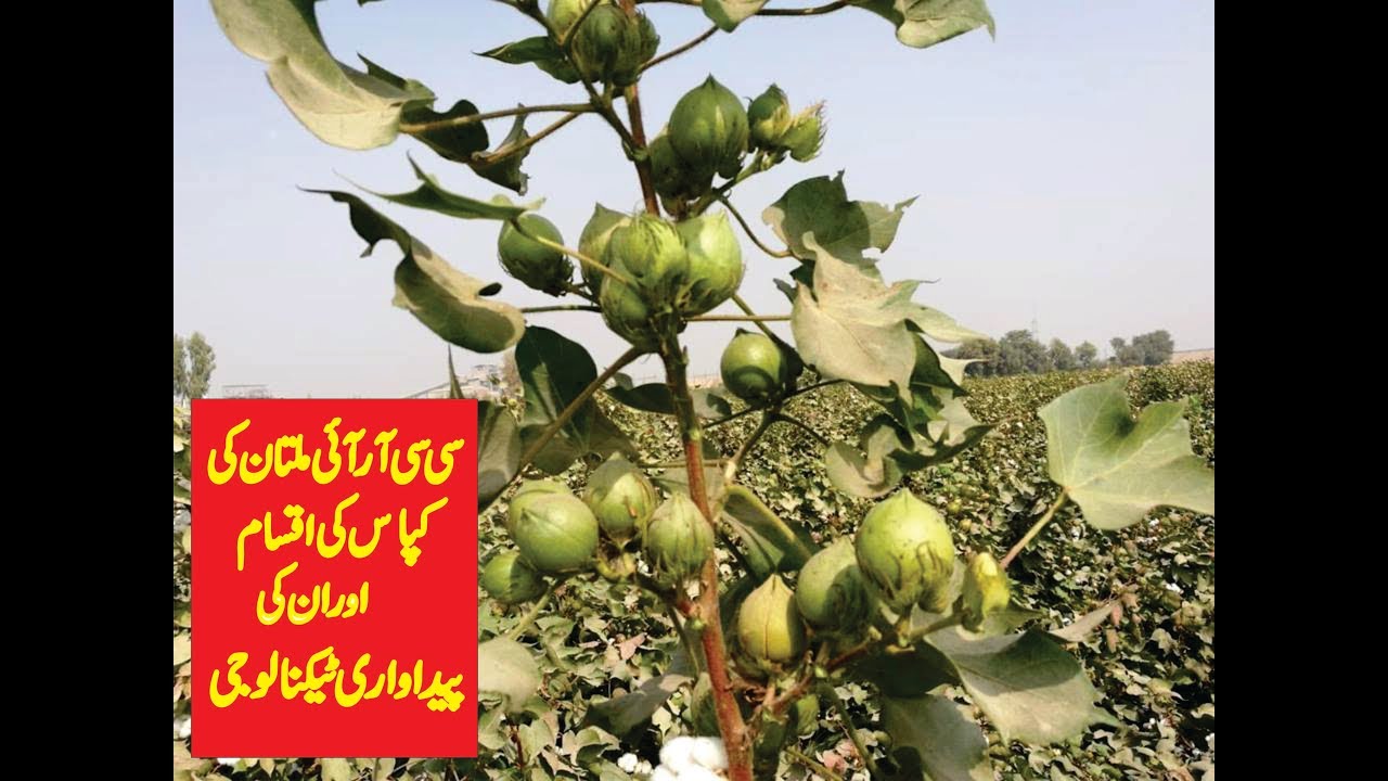 CCRI Cotton Varieties & their production technology