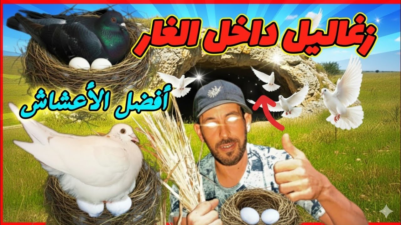 لقيت الحمام مفرخ تحت الأرض فغار ومشيت جبت العش من الواد