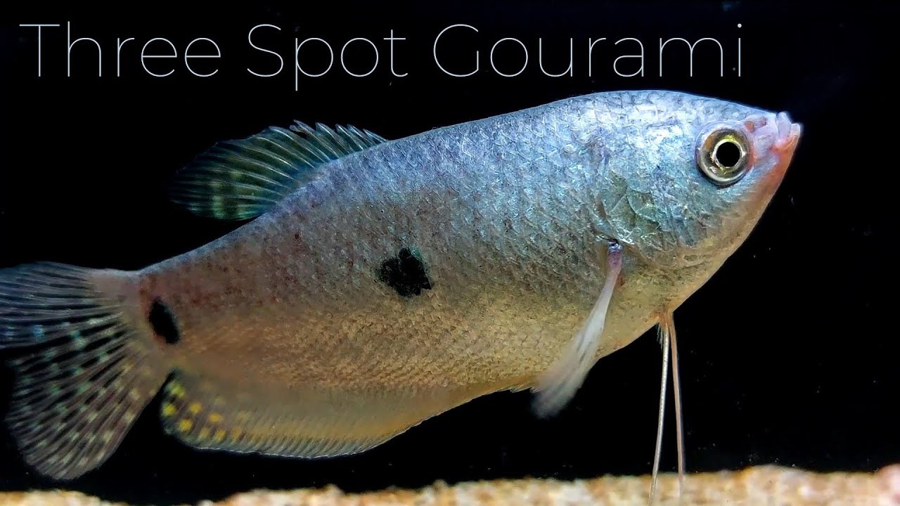 Three Spot Gourami Care Guide – Easy and Beautiful Fish!