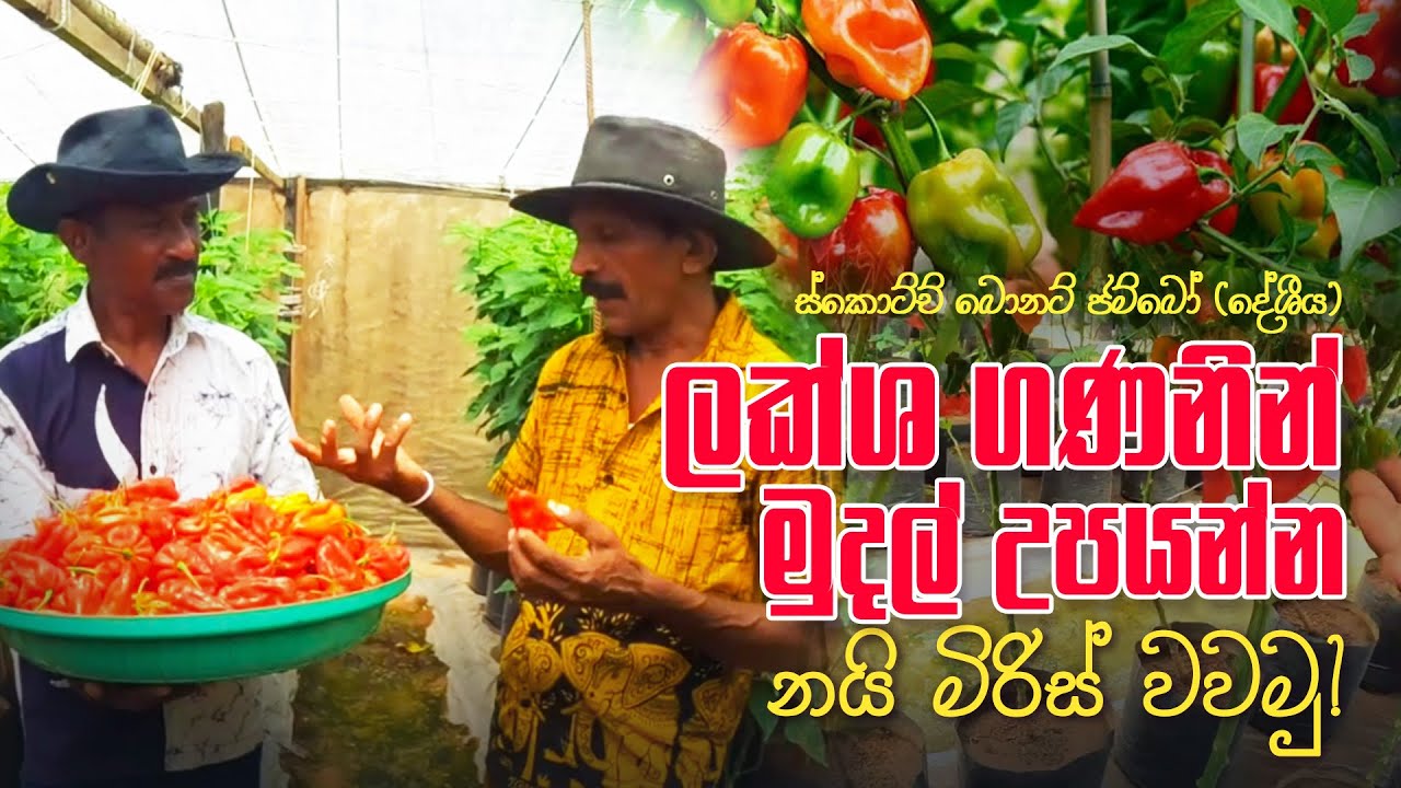 ලක්ශ ගණනින් මුදල් උපයන්න නයි මිරිස් වවමු !  How to Grow Chili and Make RS.100,000+! 🌶💰 @BoothGardens